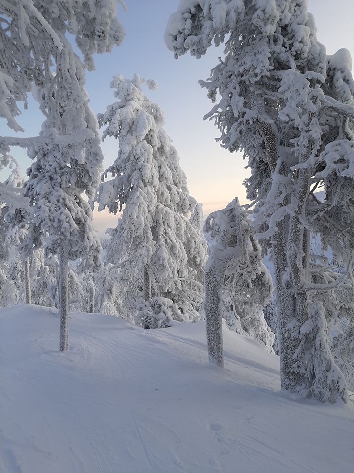 photo of Ruka finland snow covered trees